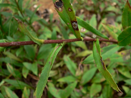 {Eurybia spectabilis}